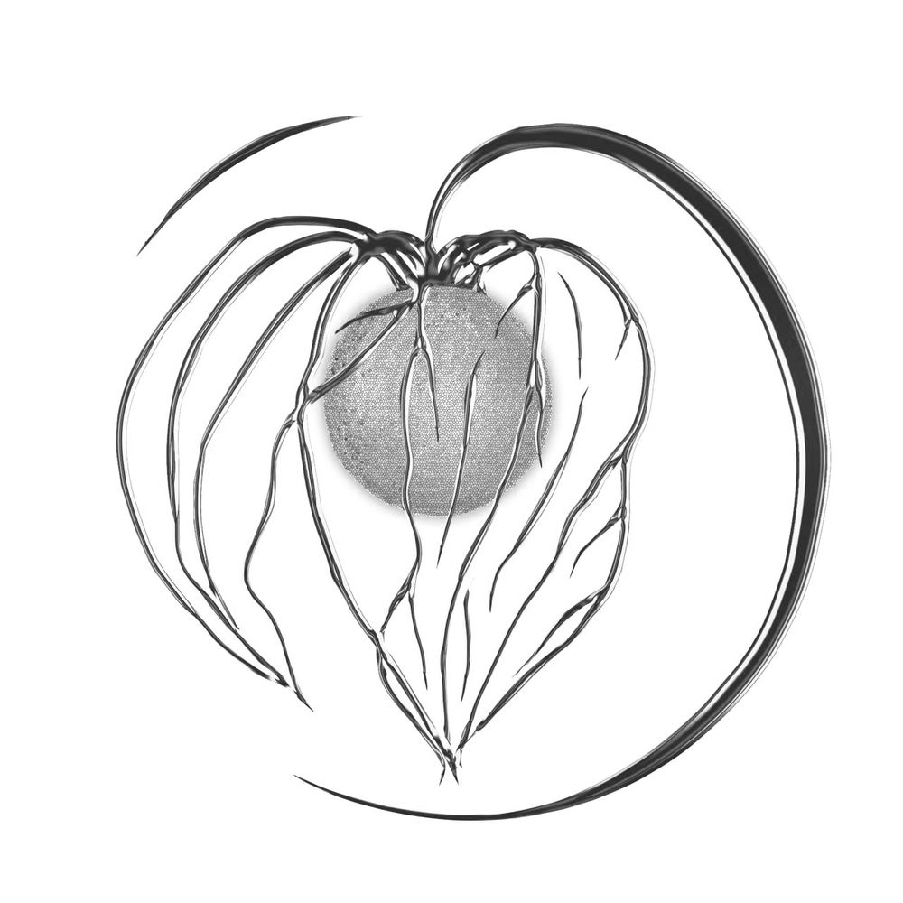 Alex Physalis Logo