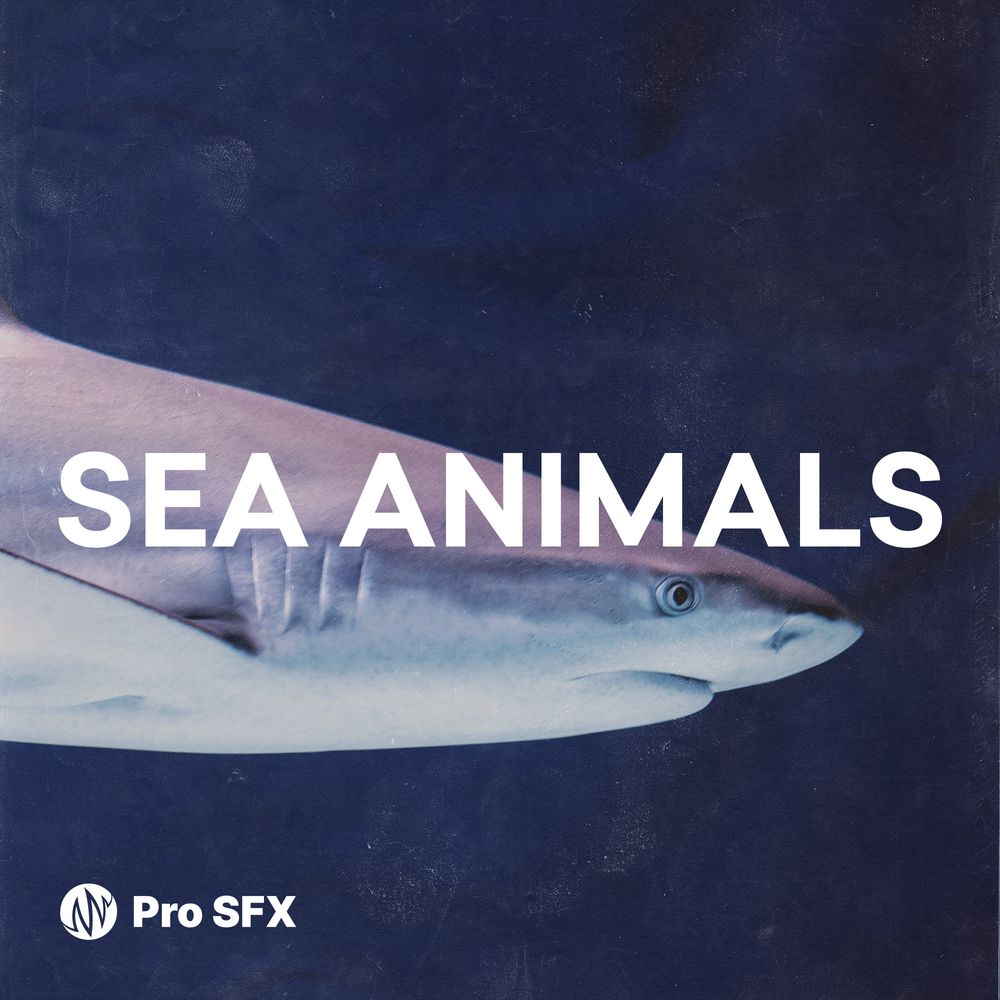 Pochette de Sea Animals