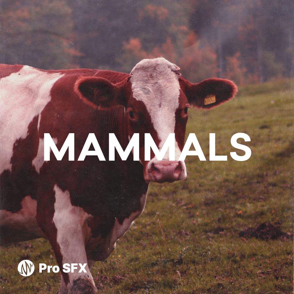 Pochette de Mammals