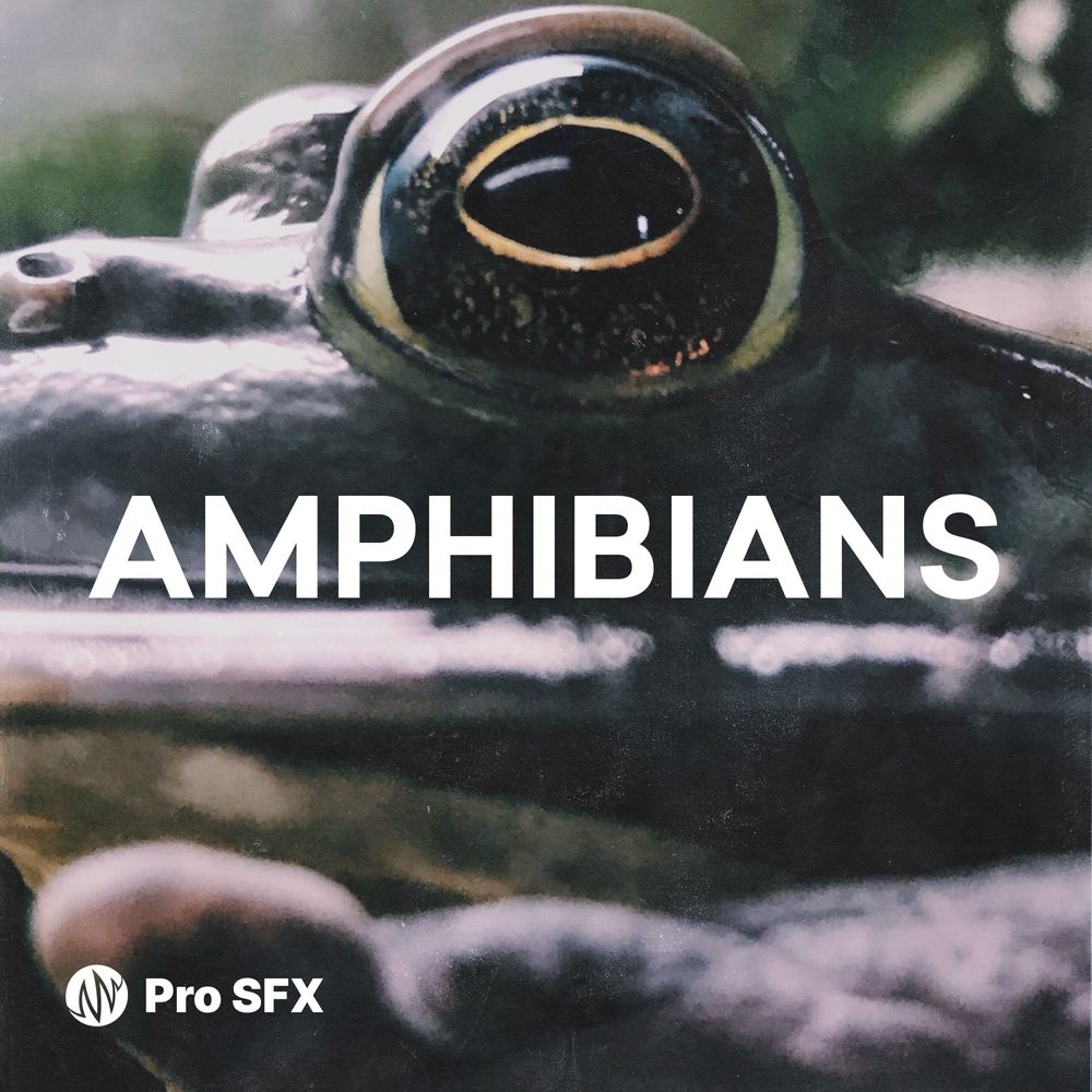 Pochette de Amphibians