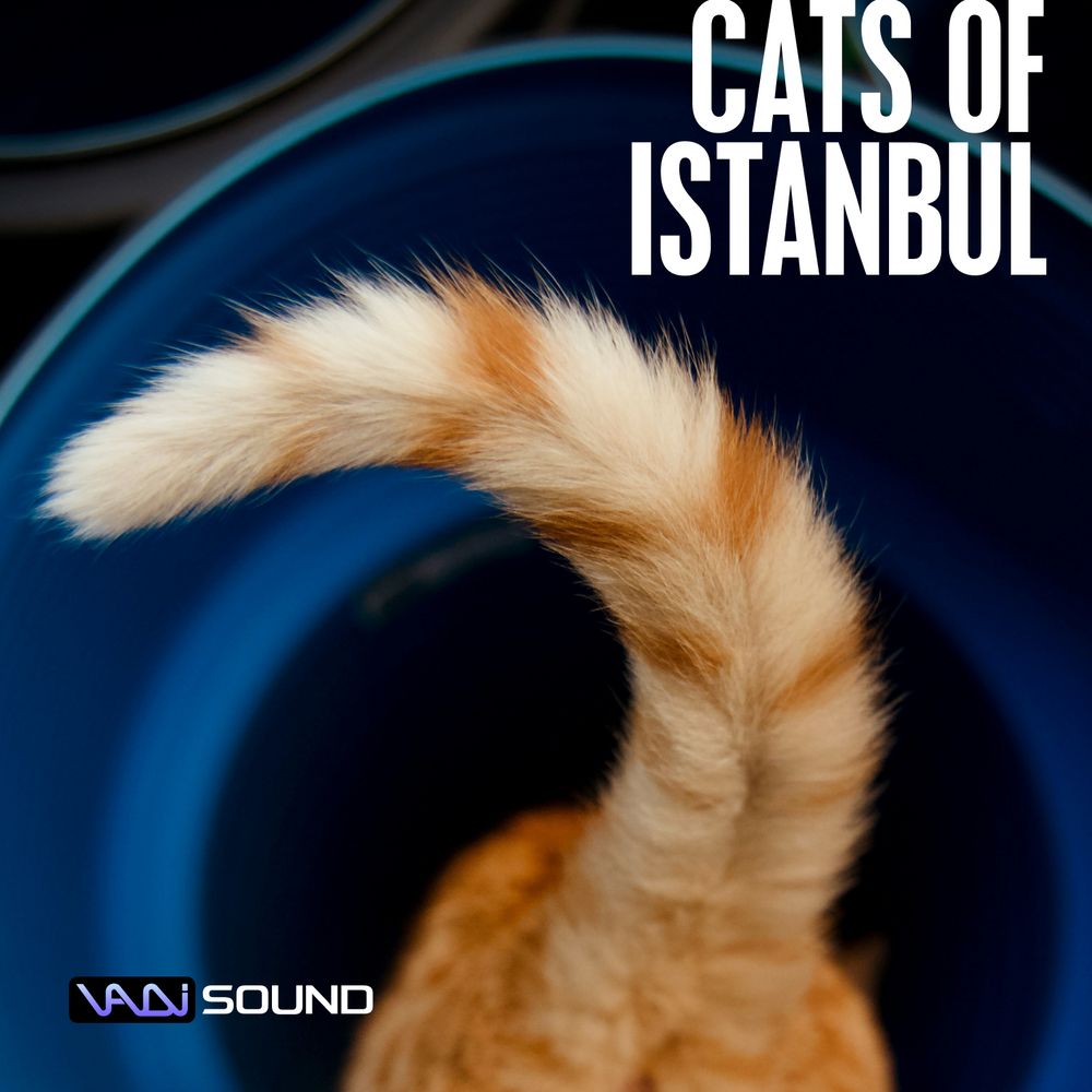 Arte de Cats Of Istanbul Vol.1